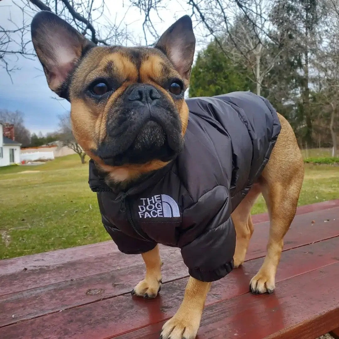 FrenchieBuddy® Noir Élégance – The Dog Face Edition