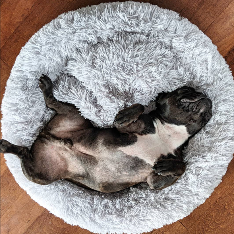 Lit Cocoon Premium- FrenchieBuddy